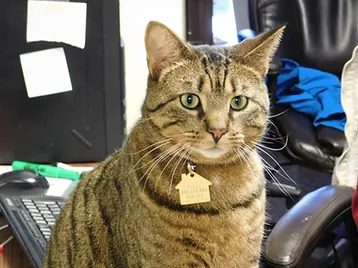 cat wearing collar