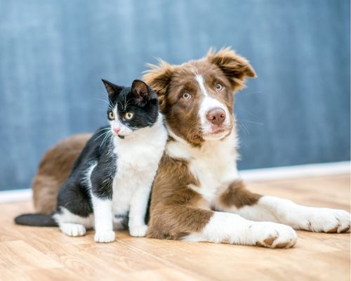 dog and cat sitting