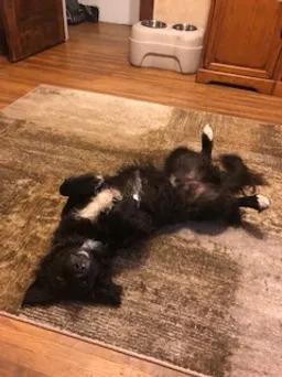 dog laying on rug
