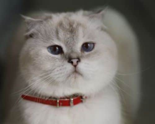 A fat gray cat