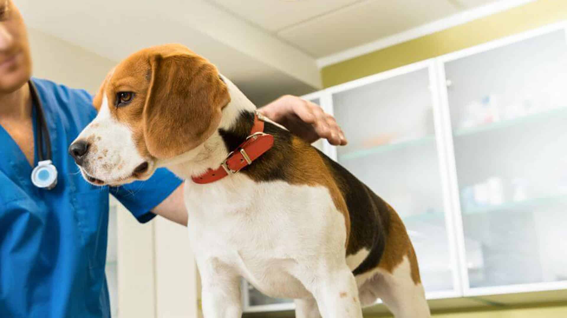 A veterinarian examining a dog in a clinic setting