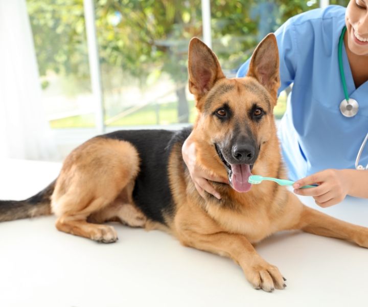 Dog dental cleaning