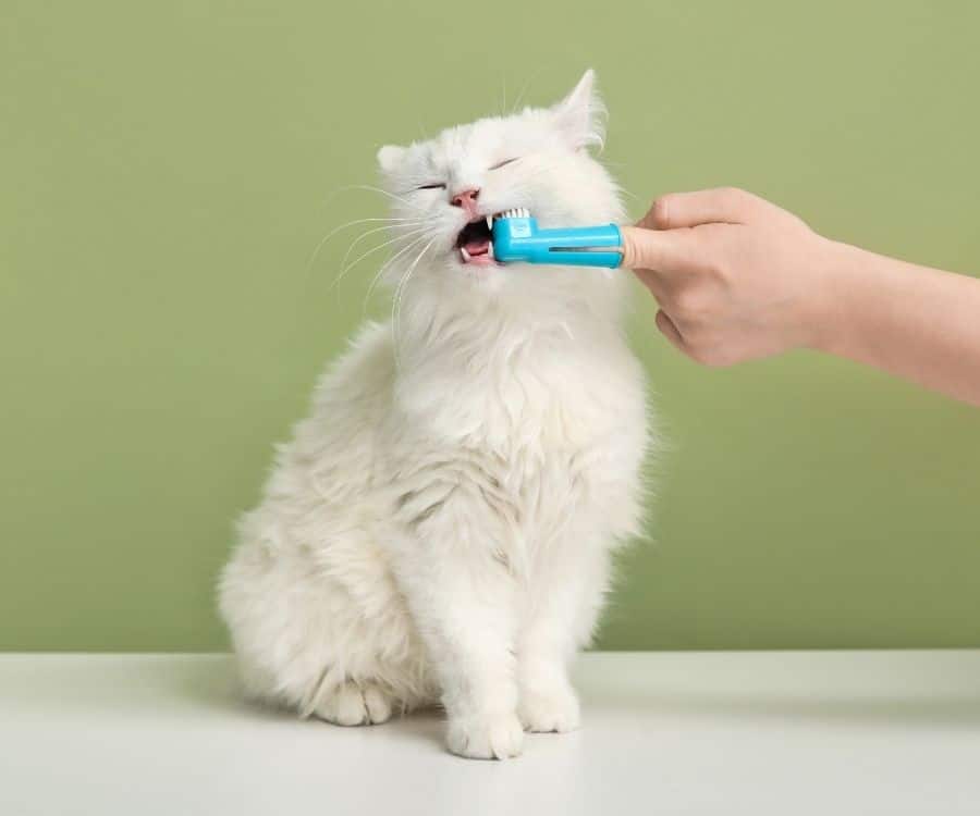 A vet brushing cat's teeth