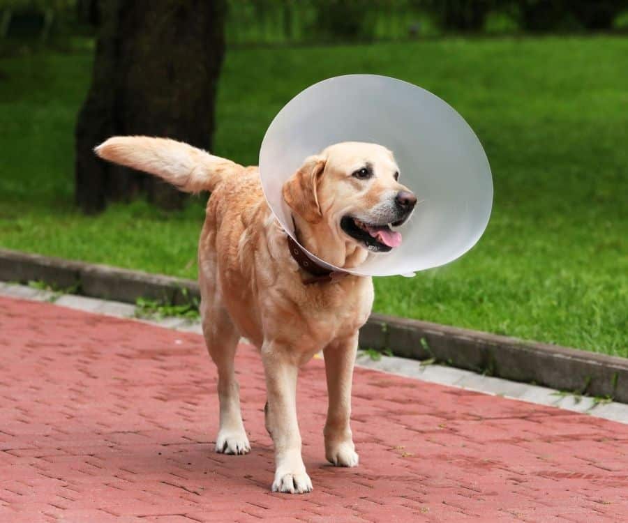 A dog with a cone on its head