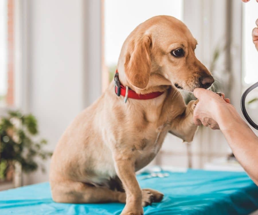 A dog is being checked by a veterinarian
