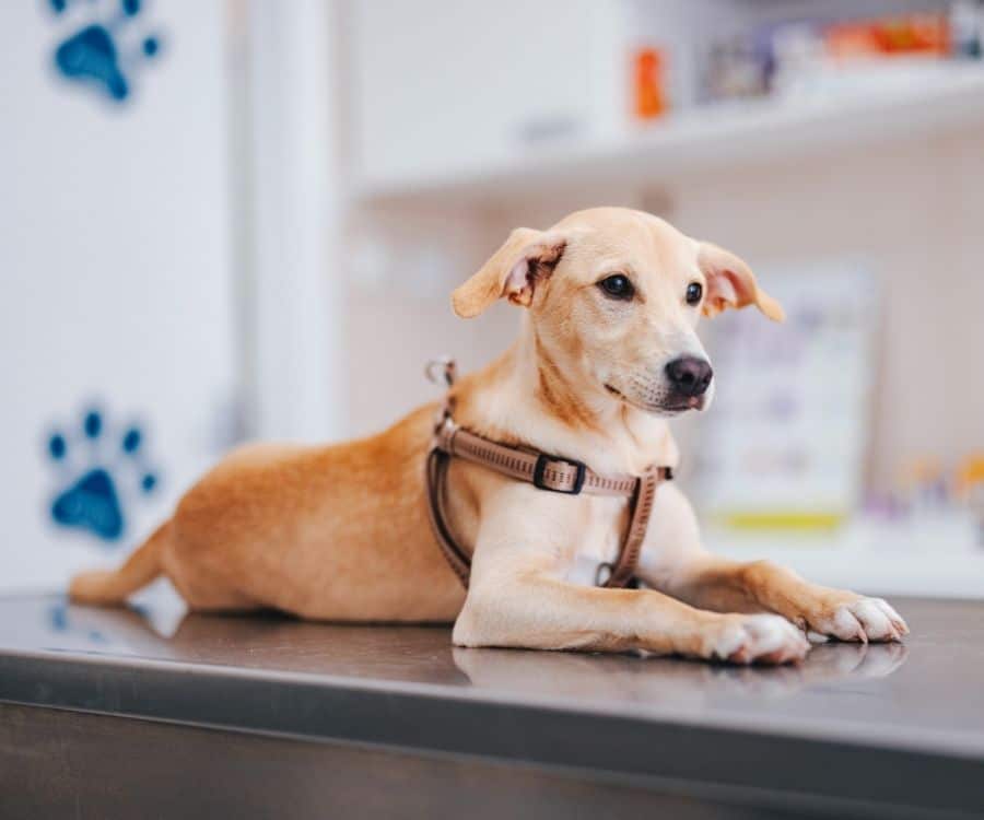 Little dog lying on a table