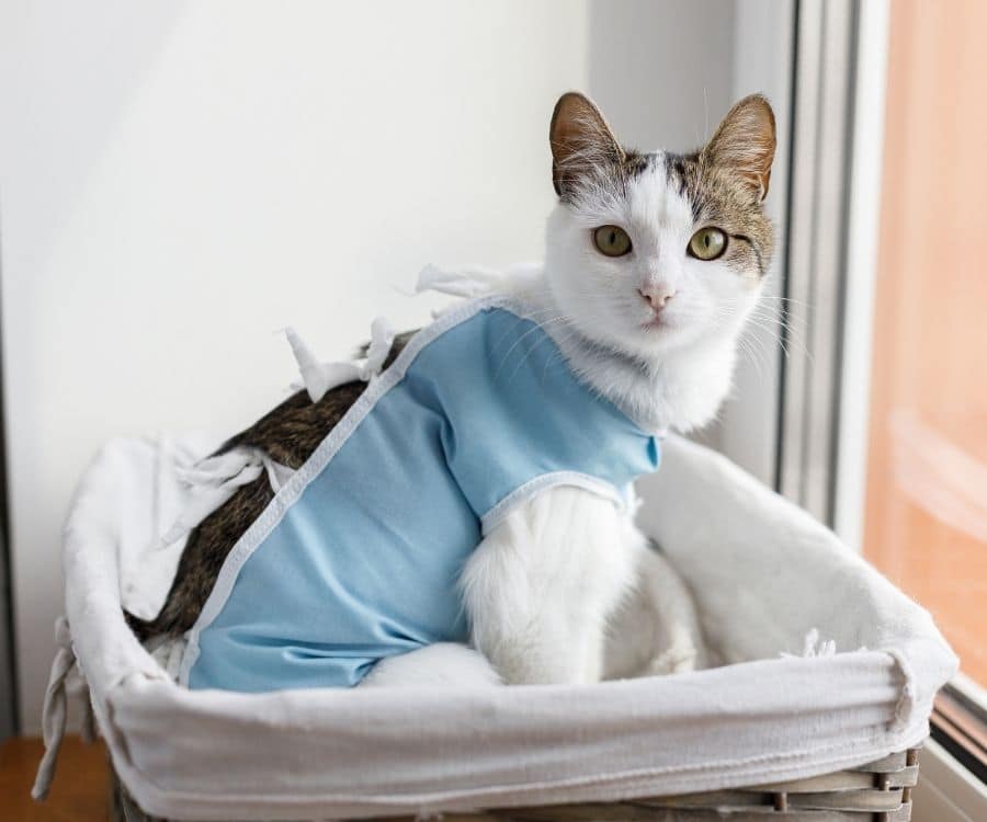Cute cat after spaying